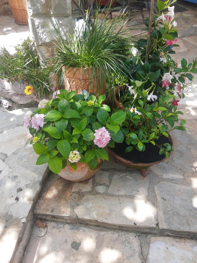 Sea-Side Old Stone Villa With A Private Garden Budva Extérieur photo